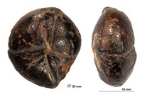 Cheiloceras amblylobum